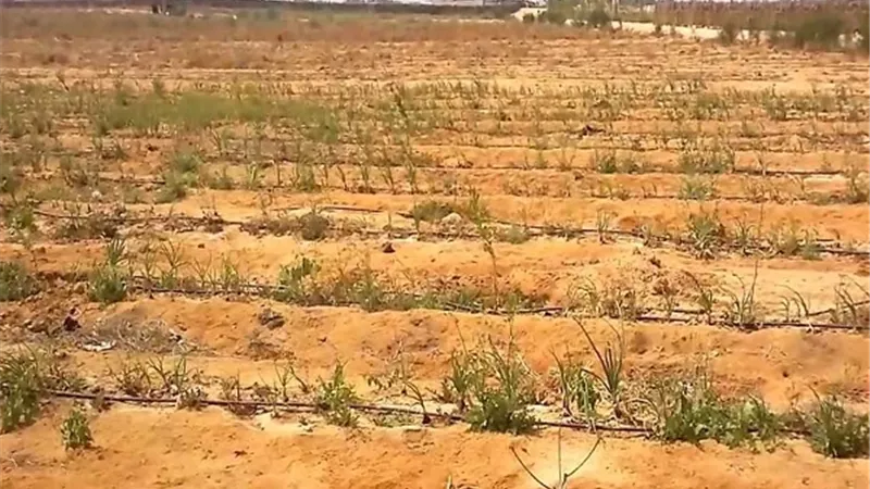 «طيبة الجديدة»: استرداد 35 فدانًا من 