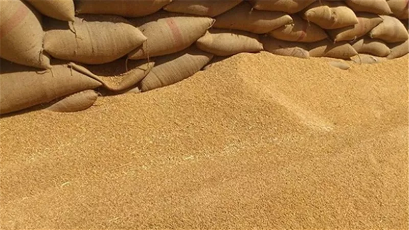 بعد مصادرتها بأسابيع.. مصر تفرج عن «18 ألف طن قمح روسي» 