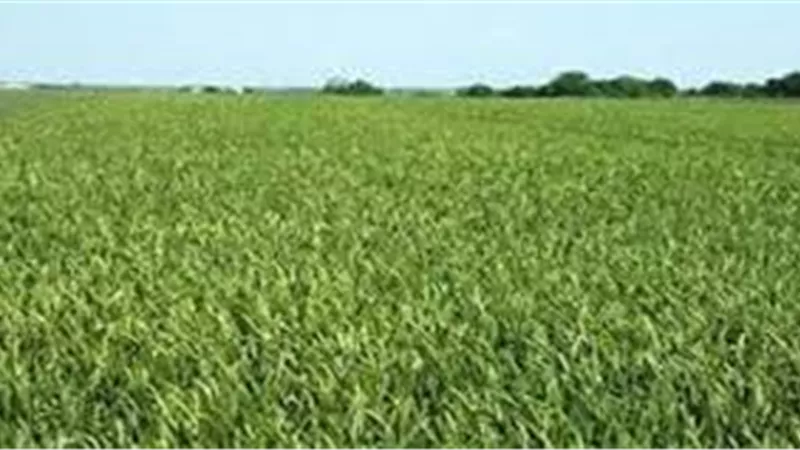  4.8 مليون فدان المساحات المزروعة بالمحاصيل الشتوية 