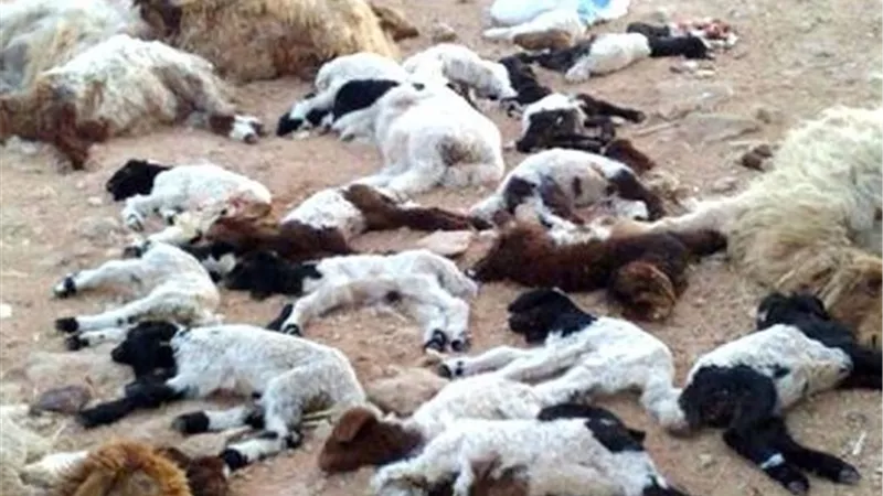 «الزراعة»: تحقيق في حالات نفوق جماعي للماشية