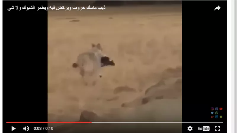 فيديو.. ذئب مفترس يخطف «خروف» ويهرب من 