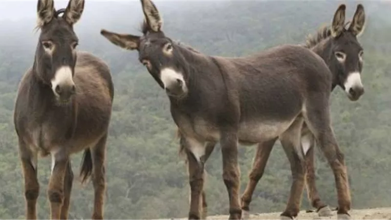 بعد أكل لحومها وتصدير جلودها.. السياحة تستفيد من الحمير