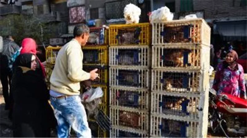 سعر كيلو الفراخ يسجل 63 جنيهًا تسليم أرض المزرعة