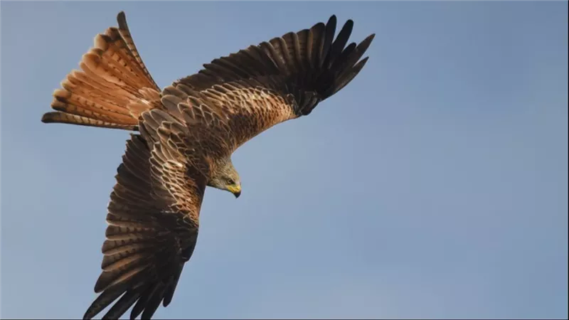 اسرائيل تستعين بالصقور لتحديد اماكن جثث قتلاها