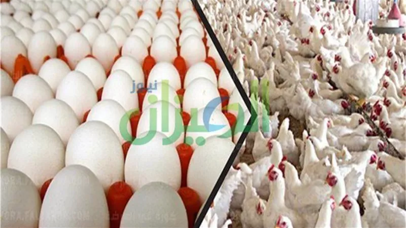 انخفاض أسعار الفراخ واستقرار البيض اليوم الأربعاء 15 مايو 2024
