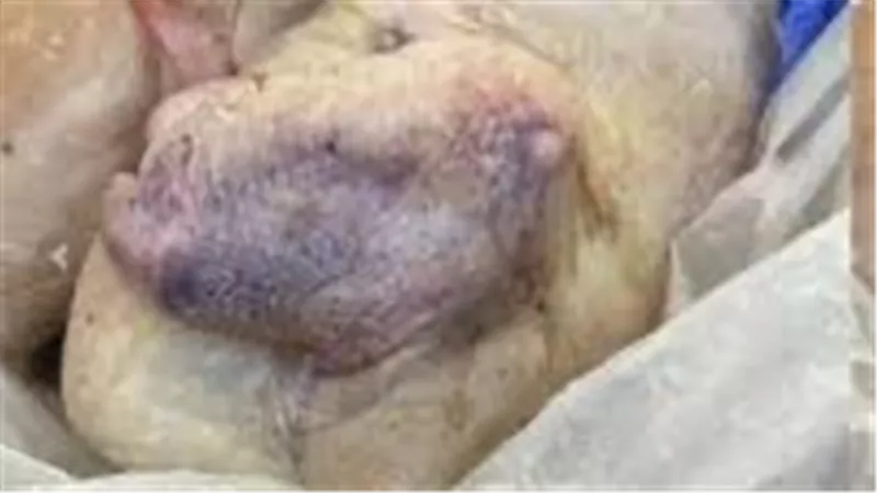 انتهت صلاحيتها..ضبط 8 أطنان دجاج ولحوم فاسدة في القاهرة