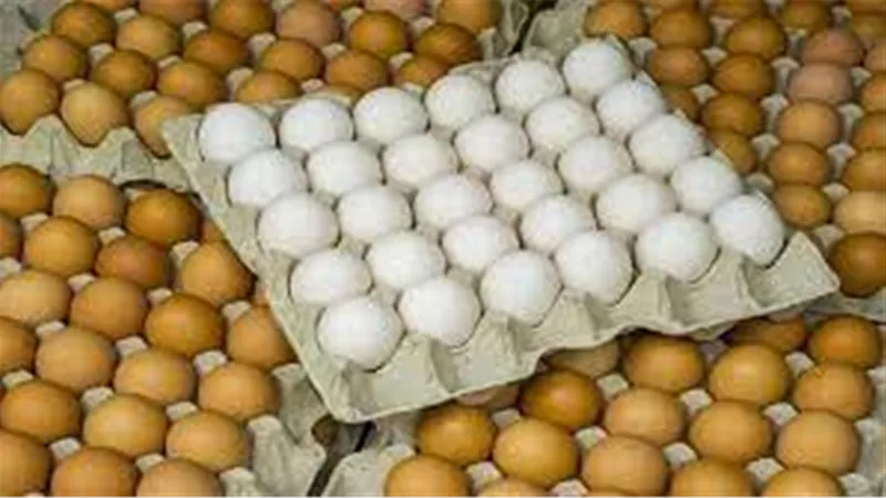 وزير الزراعة: ضخ سلع بتخفيض 25% وكرتونة البيض بـ120جنيها لنهاية أكتوبر