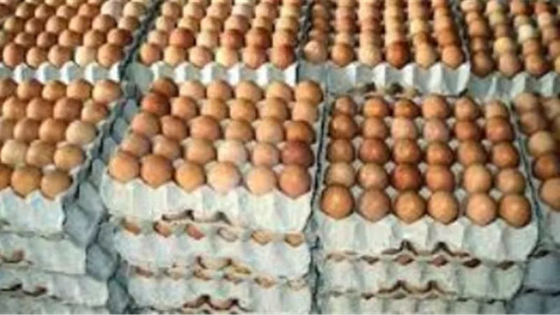 التموين: الاتفاق مع الزراعة ومنتجي الدواجن على طرح طبق البيض بـ150 جنيها
