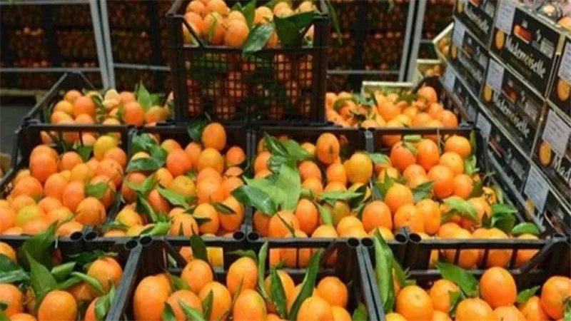 الحجر الزراعي يعلن تصدير أول شحنة برتقال لموسم 2024-2025 أول ديسمبر