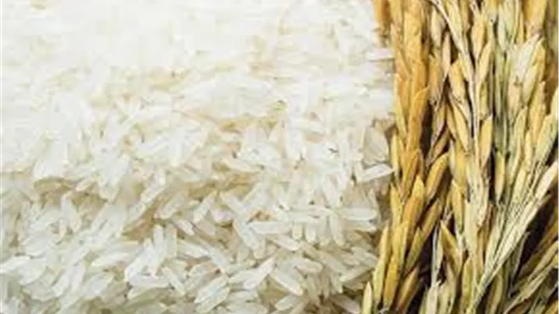 شعبة الأرز: 400 ألف طن فائض إنتاج الأرز خلال الموسم الحالي