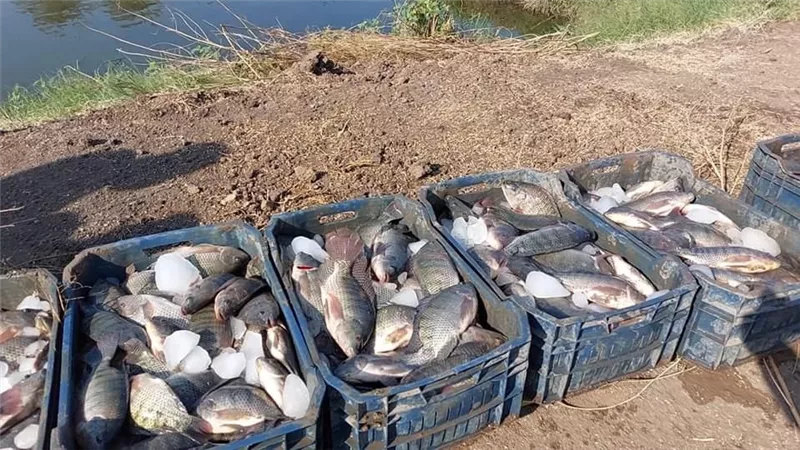 انطلاق موسم حصاد السمك البلطي بكلية الزراعة بمشتهر