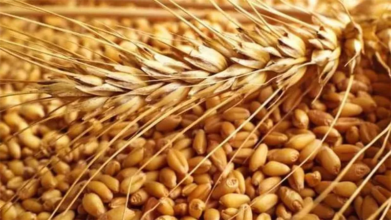 واردات مصر من القمح ترتفع لـ3 مليارات و727 مليون دولار عام 2024