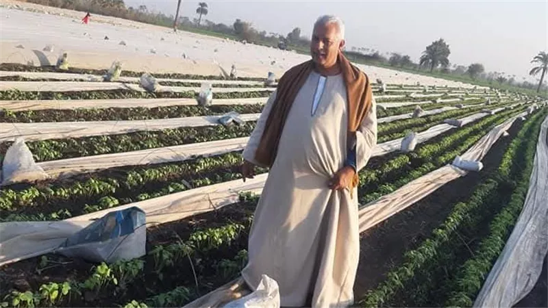 خبير زراعي يكشف اسباب وصول كيلو قرون الباميه ل200 جنيه وموعد انخفاضه