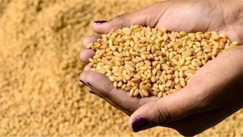 رئيس الوزراء: نأمل تجاوز الـ4 ملايين طن فى موسم توريد القمح هذا العام