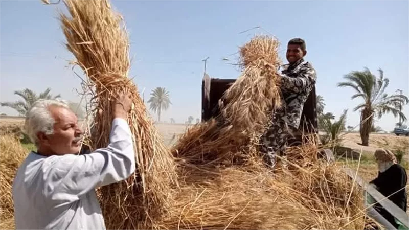 نقيب الفلاحين : نتوقع توريد 4 مليون طن من الاقماح هذا الموسم