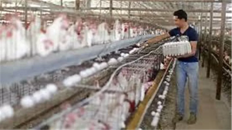 العمل تعلن عن فرص سفر للأردن بمهنة “عامل تربية طيور” 