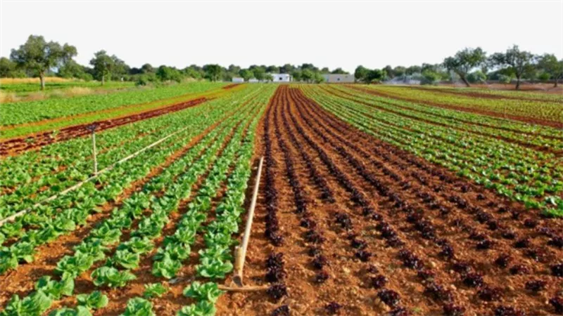 جو جرين للاستثمار الزراعي تحقق صافي ربح 10.1 مليون جنيه في الربع الأول