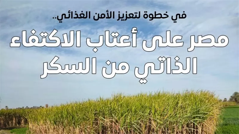 مصر على أعتاب تحقيق الاكتفاء الذاتي من السكر بدءًا من 2026