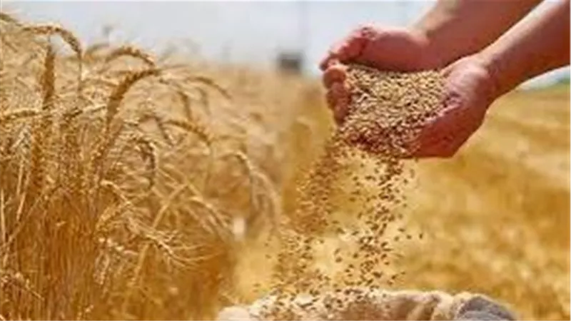 الحكومة تعتمد أسعار توريد القمح والقصب وبنجر السكر لموسم 2025/2026