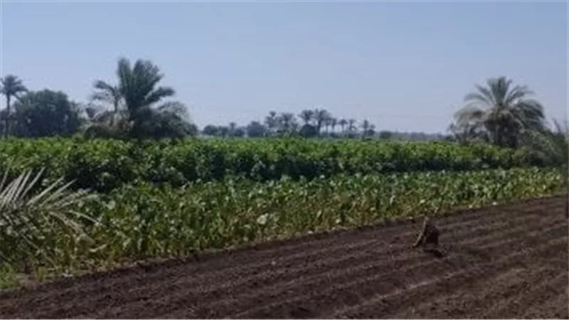 الدولية للمحاصيل الزراعية” تعلن نتائج أعمالها السنوية بصافي ربح 124.7 مليون جنيه