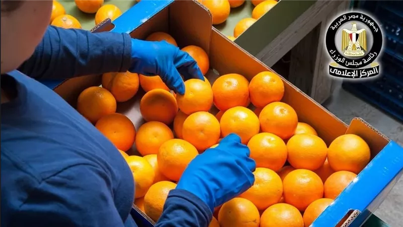 الموالح تتصدر الصادرات الزراعية المصرية بـ1.9 مليون طن