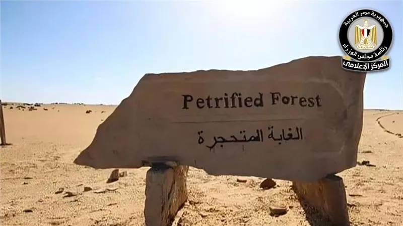 وزارة البيئة تبدأ نقل الأشجار المتحجرة إلى محمية الغابة المتحجرة