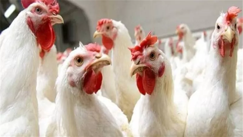 انخفاض جديد في أسعار الفراخ اليوم الإثنين 27-4-2026