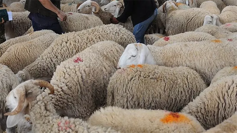 الزراعة تواصل الطوارئ والإشراف المجاني على ذبح الأضاحي خلال العيد