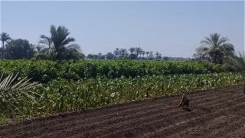 «الدولية للمحاصيل» تفصح عن أوجه استخدام متحصلات زيادة رأس المال