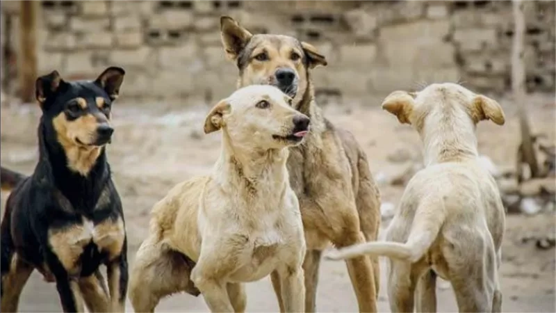 إطلاق الخطة الوطنية الموحدة لإدارة ملف 