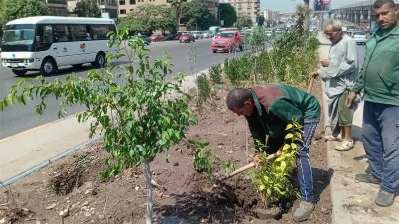الزراعة تواصل تنفيذ «اتحضر للأخضر» بالجيزة ضمن مبادرة 100 مليون شجرة