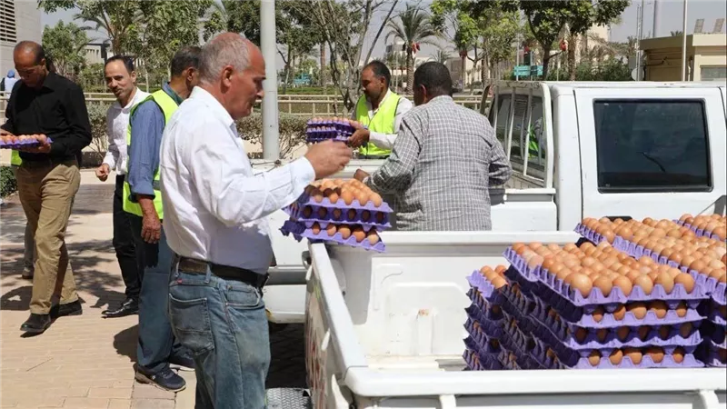 «الزراعة» تطرح بيض المائدة بتخفيضات 25% عبر منافذها المتنقلة في العاصمة الجديدة وميادين القاهرة والجيزة