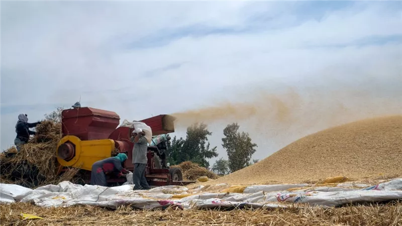 التموين: استقرار إمدادات الزيوت المدعمة.. والقمح العالمي يقفز إلى 320 دولارًا للطن