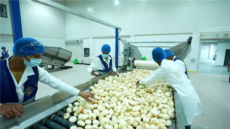 مدينة مستقبل مصر الصناعية.. من حقول الدلتا الجديدة إلى التصنيع الزراعي والتصدير