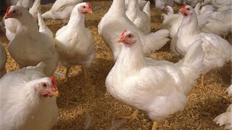 مجلس الوزراء ينفي استيراد دواجن من إسبانيا مصابة بأنفلونزا الطيور ‏