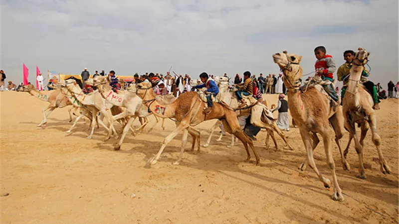 «سباقات الهجن» إضافة سياحية قوية لمصر