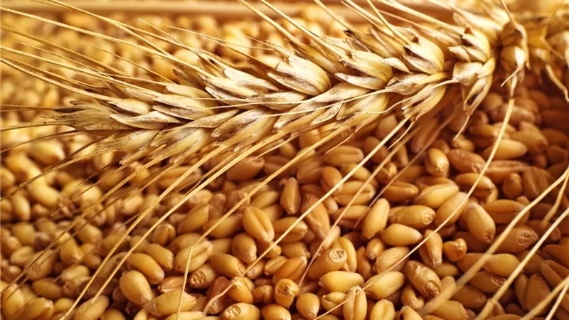 «التموين» تخصص 14 مليار جنيه لتوريد القمح المحلي