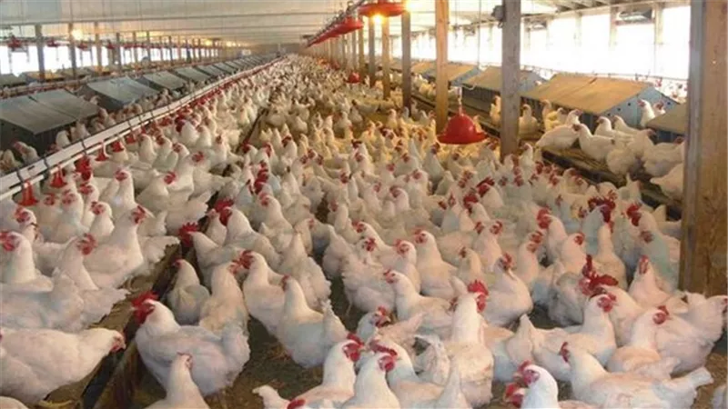 92 % ارتفاعًا بأرباح «القاهرة للدواجن» بالربع الأول من 2017 