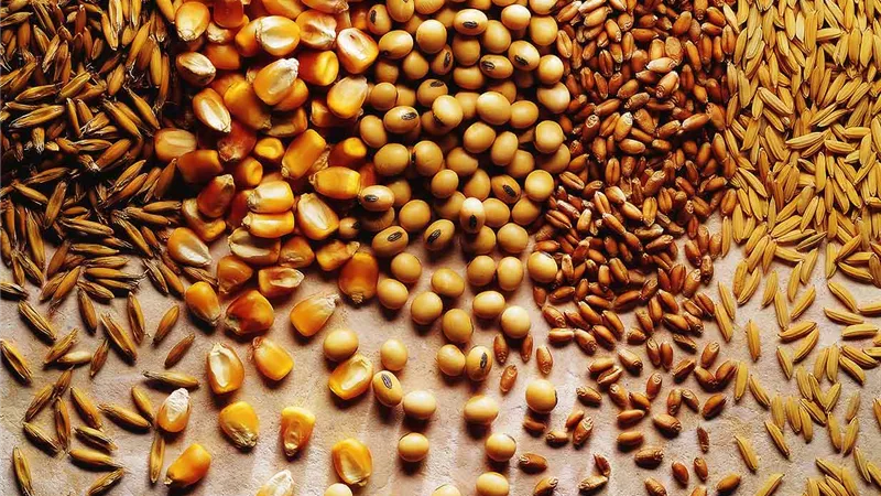 بعد 6 أشهر من التعويم.. «شعبة الحبوب»: المبيعات تراجعت 50% 