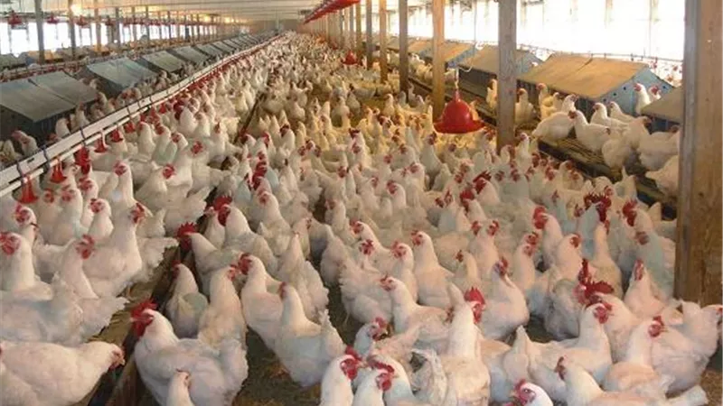 أسعار الدواجن اليوم الاثنين.. والساسو جملة بـ 28 جنيهاً