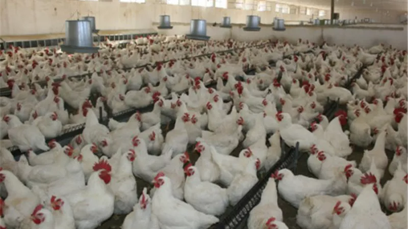 «منتجي الطيور والدواجن»: زيادة 20% في أسعار الدواجن في رمضان
