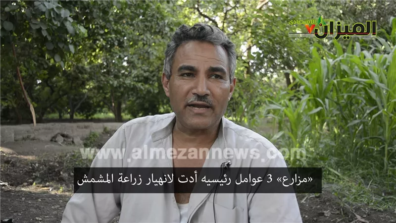 شاهد.. 3 عوامل رئيسية وراء انهيار زراعة «مشمش العمار»