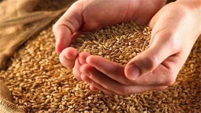 استمرار توريد القمح إلى الشون والصوامع بالمحافظات