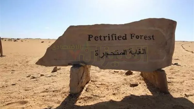 رغم عرض ثلث المحمية في مزاد.. «الوزراء» تنفي بيع «الغابة المتحجرة»