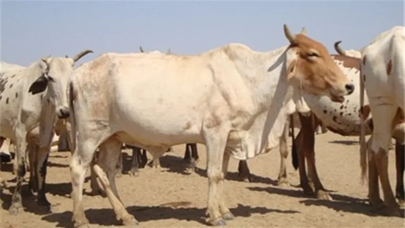 السودان تنفذ «التعداد الحيواني» عبر الأقمار الصناعية