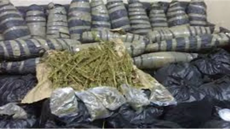 ضبط عاطل بحوزته 8.5 كجم «بانجو» قبل ترويجها بـ«المرج»