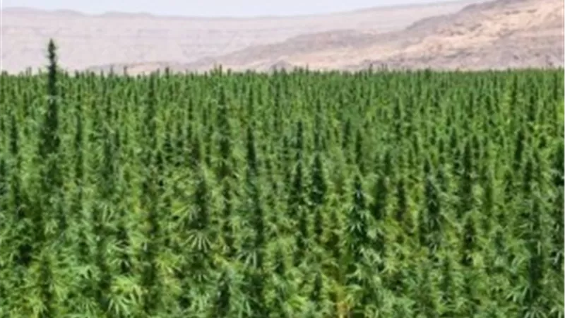 بالصور.. إبادة 56 فدانًا من النباتات المخدرة وضبط 36 طن بانجو بجنوب سيناء