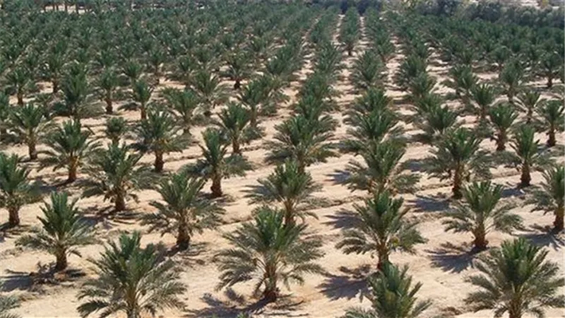 زراعة الوادى الجديد: 2 مليون نخلة بالمحافظة