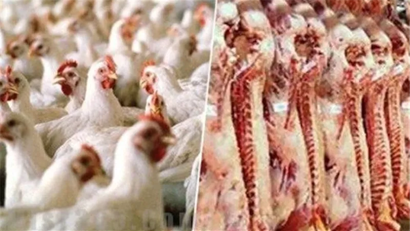 أسعار «الدواجن» و«اللحوم» اليوم.. و«البلدى» بـ 29.5 جنيه