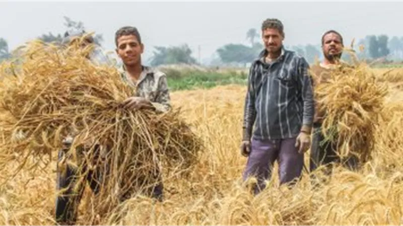 التموين: ارتفاع معدلات توريد القمح المحلى لـ1.150 مليون طن 